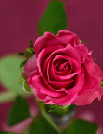Frances Young Obituary