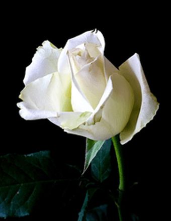 Kenneth D. Chisholm Obituary